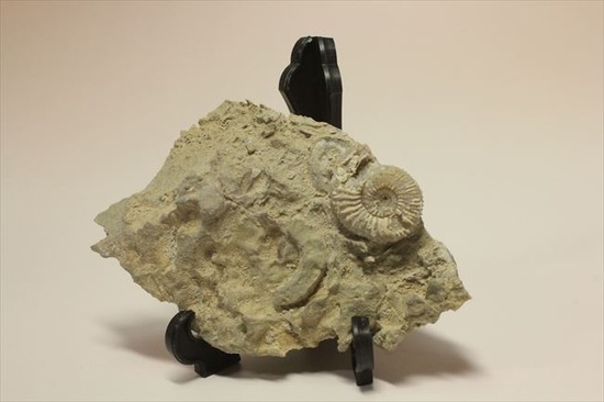 乳白色が優美な、フランス産アンモナイト(Ammonite)（その4）