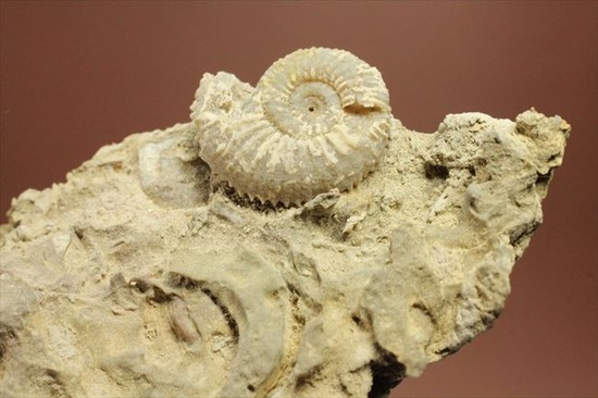 乳白色が優美な、フランス産アンモナイト(Ammonite)（その7）