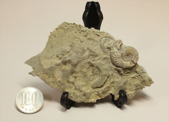 乳白色が優美な、フランス産アンモナイト(Ammonite)（その8）