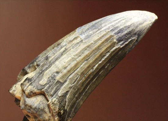 希少性高い！！滅多に入手できないスコミムスの頑丈歯化石。レア産地のニジェール産です。(Suchomimus tenerensis)（その1）