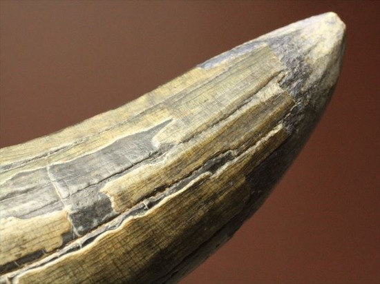 希少性高い！！滅多に入手できないスコミムスの頑丈歯化石。レア産地のニジェール産です。(Suchomimus tenerensis)（その10）