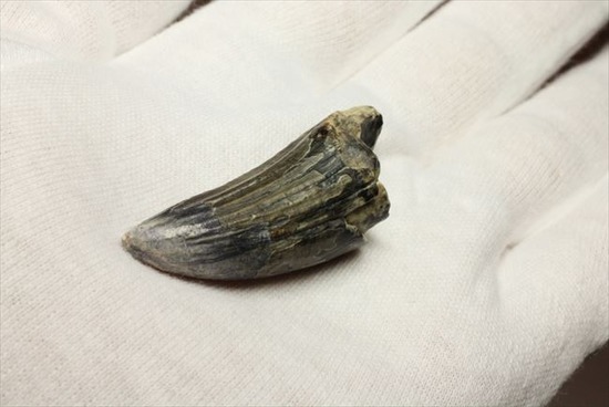 希少性高い！！滅多に入手できないスコミムスの頑丈歯化石。レア産地のニジェール産です。(Suchomimus tenerensis)（その11）