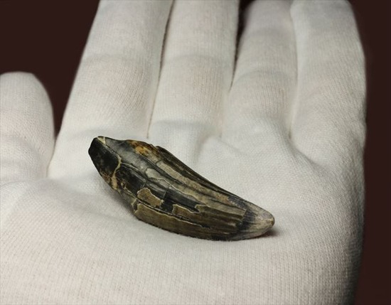 希少性高い！！滅多に入手できないスコミムスの頑丈歯化石。レア産地のニジェール産です。(Suchomimus tenerensis)（その12）