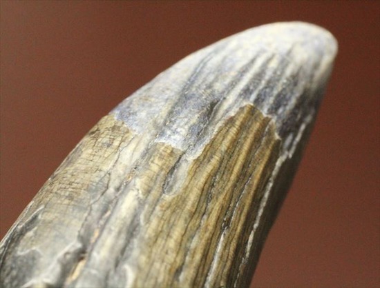 希少性高い！！滅多に入手できないスコミムスの頑丈歯化石。レア産地のニジェール産です。(Suchomimus tenerensis)（その14）