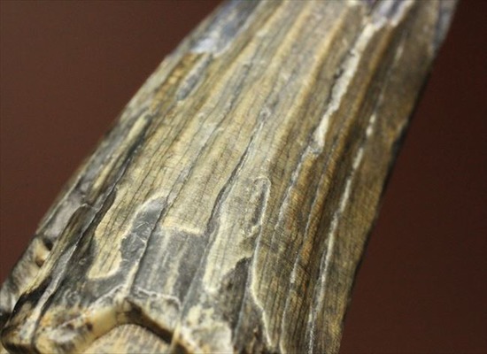 希少性高い！！滅多に入手できないスコミムスの頑丈歯化石。レア産地のニジェール産です。(Suchomimus tenerensis)（その15）