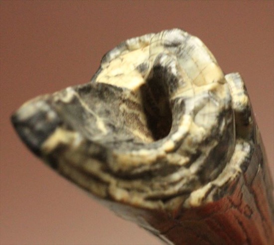 希少性高い！！滅多に入手できないスコミムスの頑丈歯化石。レア産地のニジェール産です。(Suchomimus tenerensis)（その16）