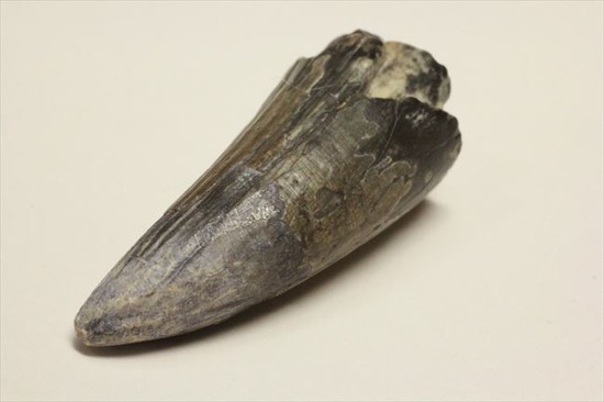 希少性高い！！滅多に入手できないスコミムスの頑丈歯化石。レア産地のニジェール産です。(Suchomimus tenerensis)（その2）