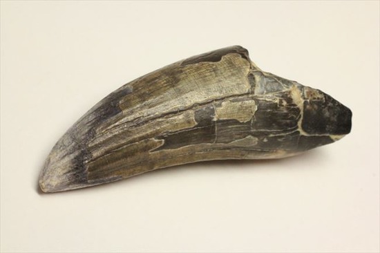 希少性高い！！滅多に入手できないスコミムスの頑丈歯化石。レア産地のニジェール産です。(Suchomimus tenerensis)（その3）