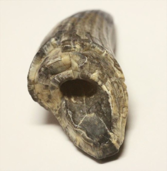 希少性高い！！滅多に入手できないスコミムスの頑丈歯化石。レア産地のニジェール産です。(Suchomimus tenerensis)（その4）
