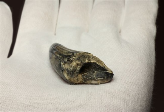 希少性高い！！滅多に入手できないスコミムスの頑丈歯化石。レア産地のニジェール産です。(Suchomimus tenerensis)（その6）