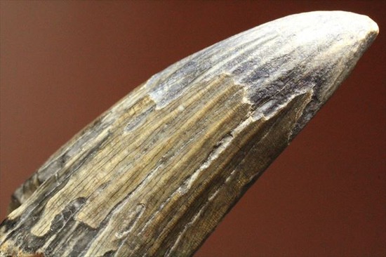 希少性高い！！滅多に入手できないスコミムスの頑丈歯化石。レア産地のニジェール産です。(Suchomimus tenerensis)（その7）
