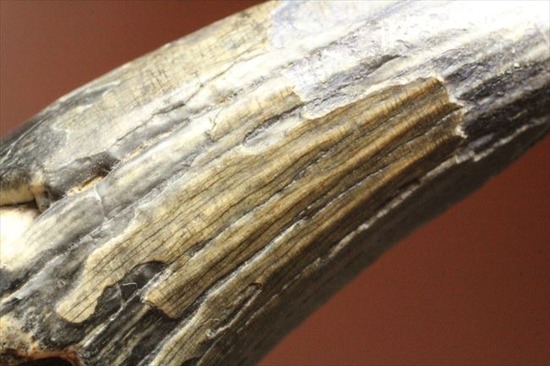 希少性高い！！滅多に入手できないスコミムスの頑丈歯化石。レア産地のニジェール産です。(Suchomimus tenerensis)（その8）