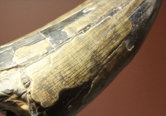 希少性高い！！滅多に入手できないスコミムスの頑丈歯化石。レア産地のニジェール産です。(Suchomimus tenerensis)（その9）