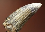 希少性高い！！滅多に入手できないスコミムスの頑丈歯化石。レア産地のニジェール産です。(Suchomimus tenerensis)