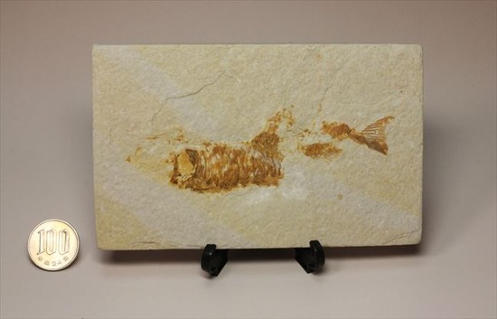 古代の湖（グリーンリバー）に生息していた淡水魚の化石（その10）