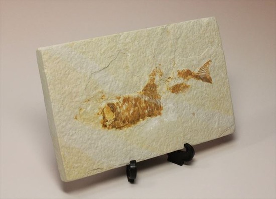 古代の湖（グリーンリバー）に生息していた淡水魚の化石（その2）