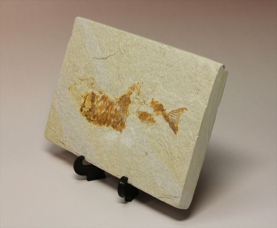 古代の湖（グリーンリバー）に生息していた淡水魚の化石（その4）