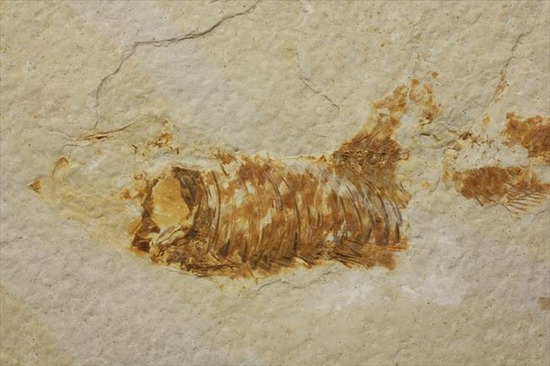 古代の湖（グリーンリバー）に生息していた淡水魚の化石（その5）