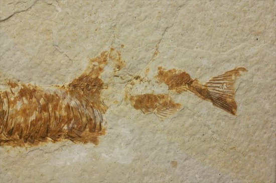 古代の湖（グリーンリバー）に生息していた淡水魚の化石（その6）