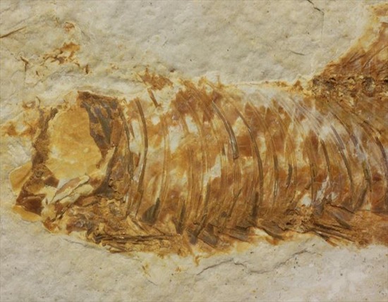 古代の湖（グリーンリバー）に生息していた淡水魚の化石（その7）