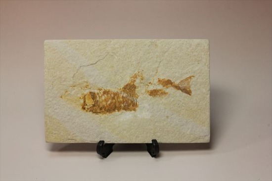 古代の湖（グリーンリバー）に生息していた淡水魚の化石（その8）