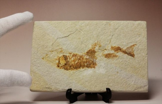 古代の湖（グリーンリバー）に生息していた淡水魚の化石（その9）