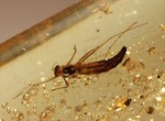 100万年前の樹液が虫を絡め取りつつ化石になりました(虫入りコーパル)