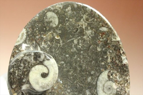 生活に化石を取り入れませんか。ゴニアタイトアンモナイトの小物入れ(goniatite)（その10）