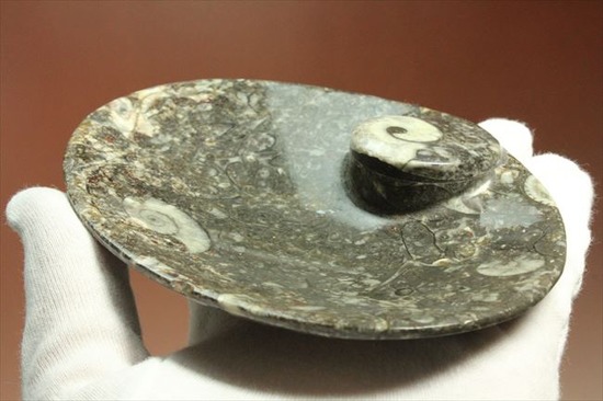 生活に化石を取り入れませんか。ゴニアタイトアンモナイトの小物入れ(goniatite)（その5）