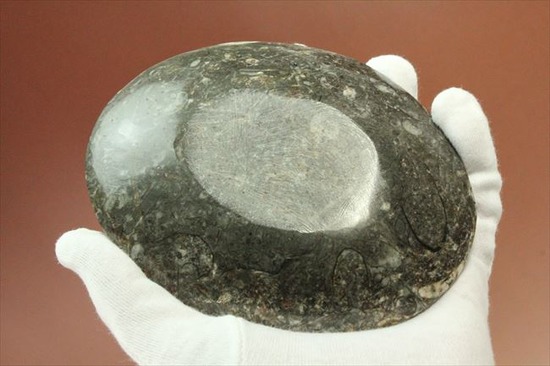 生活に化石を取り入れませんか。ゴニアタイトアンモナイトの小物入れ(goniatite)（その6）