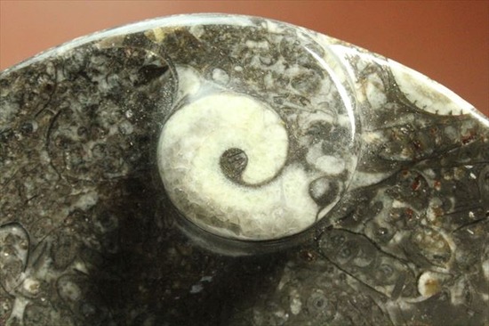 生活に化石を取り入れませんか。ゴニアタイトアンモナイトの小物入れ(goniatite)（その8）