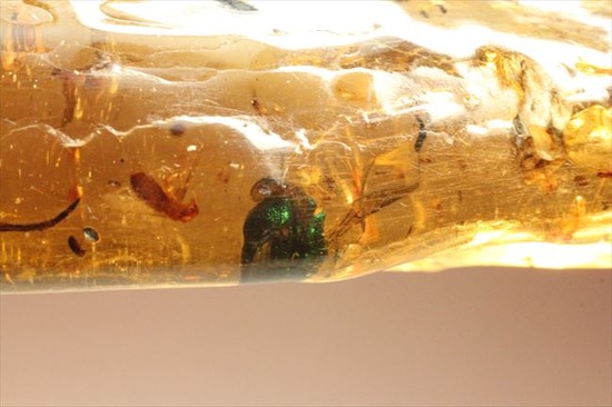 グリーンの昆虫が!!色と厚みが特徴!多種多様な虫が閉じ込められた、虫入りコーパル(Copal)(その11)