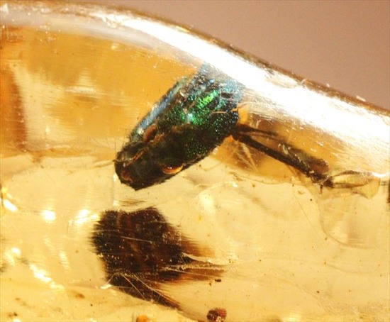 グリーンの昆虫が!!色と厚みが特徴!多種多様な虫が閉じ込められた、虫入りコーパル(Copal)(その12)