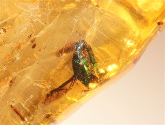 グリーンの昆虫が!!色と厚みが特徴!多種多様な虫が閉じ込められた、虫入りコーパル(Copal)(その14)