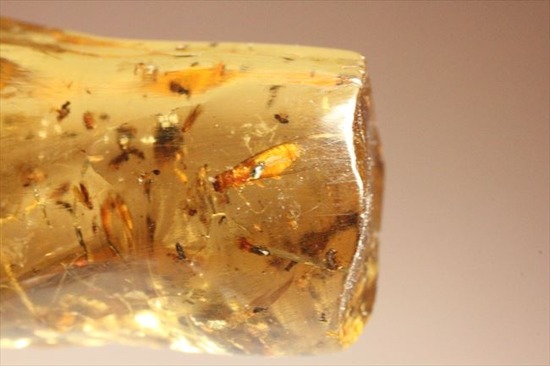 グリーンの昆虫が!!色と厚みが特徴!多種多様な虫が閉じ込められた、虫入りコーパル(Copal)(その18)
