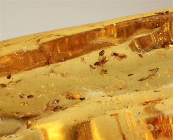 グリーンの昆虫が!!色と厚みが特徴!多種多様な虫が閉じ込められた、虫入りコーパル(Copal)(その19)