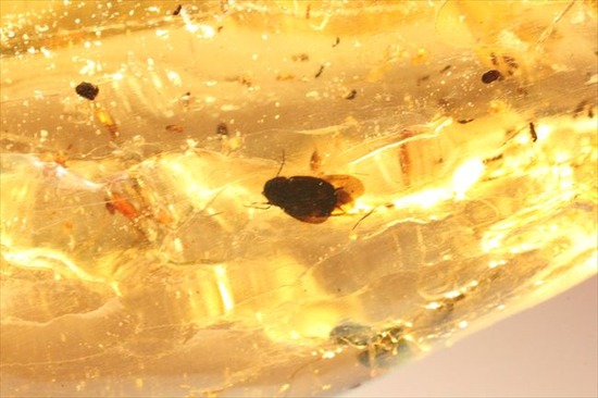 グリーンの昆虫が!!色と厚みが特徴!多種多様な虫が閉じ込められた、虫入りコーパル(Copal)(その8)