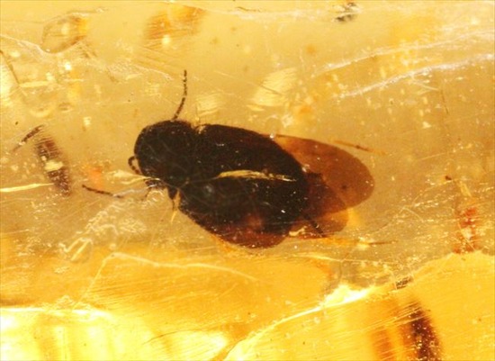 グリーンの昆虫が!!色と厚みが特徴!多種多様な虫が閉じ込められた、虫入りコーパル(Copal)(その9)
