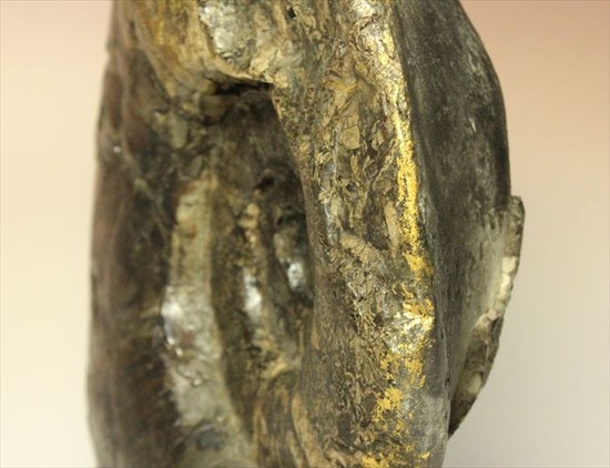 一部黄鉄鉱化した、希少な北海道産アンモナイト。標本と一体化した土台付き。（その3）