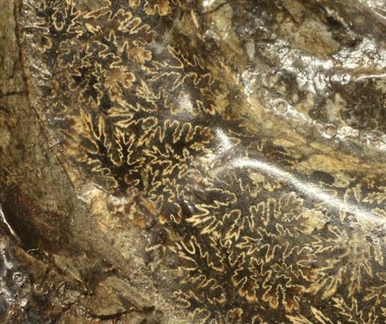 一部黄鉄鉱化した、希少な北海道産アンモナイト。標本と一体化した土台付き。（その9）