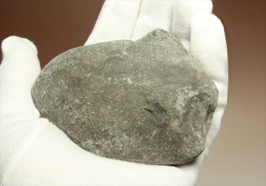 手にとると意外に重い！アンモナイトの中身がよくわかるポリッシュ標本(Ammonite)（その3）