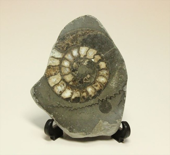 手にとると意外に重い！アンモナイトの中身がよくわかるポリッシュ標本(Ammonite)（その5）