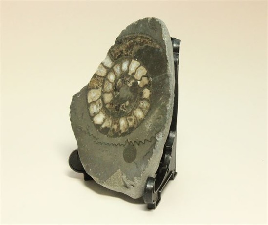 手にとると意外に重い！アンモナイトの中身がよくわかるポリッシュ標本(Ammonite)（その6）
