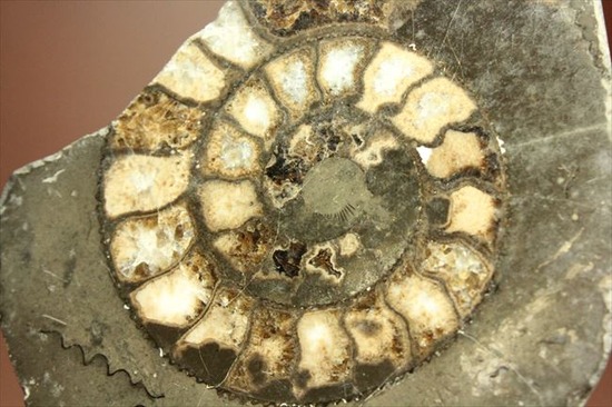 手にとると意外に重い！アンモナイトの中身がよくわかるポリッシュ標本(Ammonite)（その9）