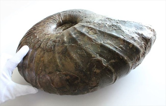 アンモナイト　北海道産 ノジュールタイプ、可愛らしい、北海道産のアンモナイト