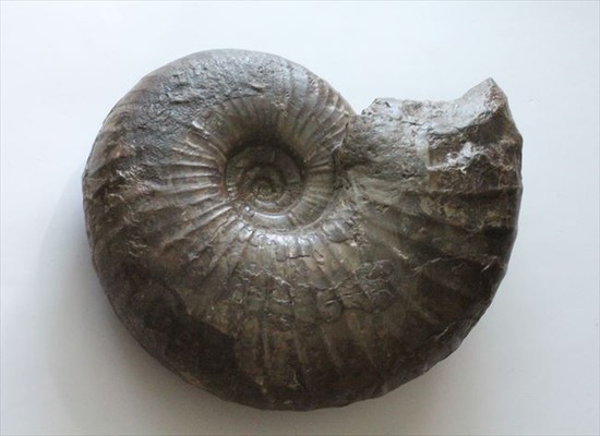 北海道　羽幌産　珍しい黒色光沢の群生　アンモナイト　化石/夏休み　自由研究　恐竜 北海道羽幌産珍しい黒色光沢の群生アンモナイト化石/夏休み自由研究恐竜