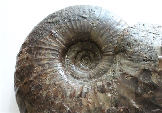 北海道産 アンモナイト化石 巨大