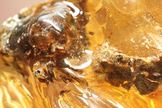 古代のカゲロウを内包した虫入りコーパル(Copal)(その11)