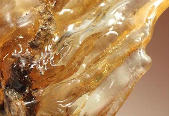 古代のカゲロウを内包した虫入りコーパル(Copal)(その12)