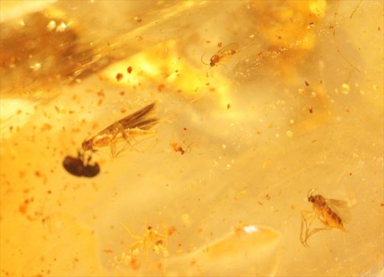 古代のカゲロウを内包した虫入りコーパル(Copal)(その13)